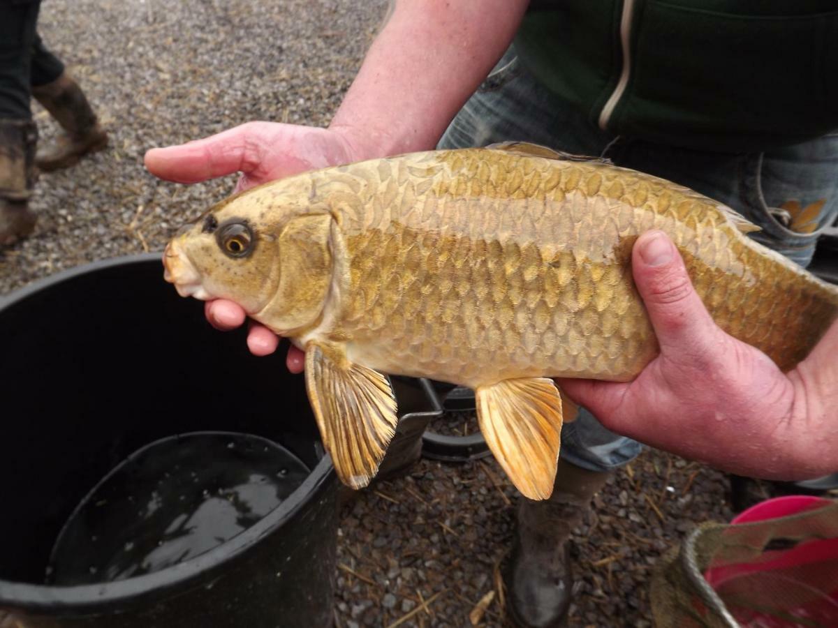 Marsh Water Ponds Fishery Kidwelly Exterior photo